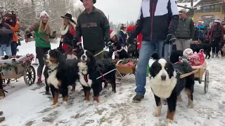 2022 Breckenridge Bernese Mountain Dog Parade