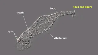 Phylum Rotifera Part 1: General Characteristics