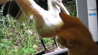 Пеликан дразнит кота
