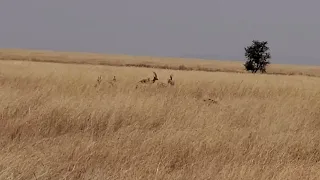 the lion from Serengeti national park is just showing us  something surprise