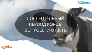 Послеотёльный период коров: вопросы и ответы