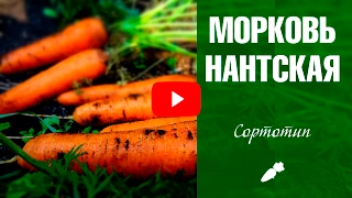 Морковь Нантская ✅ Сорто-типы нантской моркови ☘  огород без хлопот