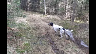 nr.23  How english setter Vesta works (woodcock hunting, capercaillie hunting).