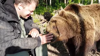 Медведь Мансур обнюхивает Андрея