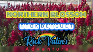 Northern Blossom, Flower Farm 🌺 Atok Benguet