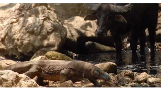 Komodo Attack  Buffalo - Komodo Killing Buffalo [ EXCLUSIVE ]