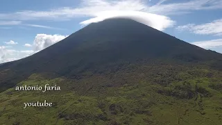 Vacas no seu passeio da manha 19 Setembro 2018 Ilha do Pico Açores