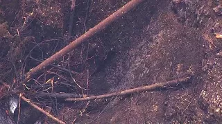 Sky 8 video: Oneonta Gorge after Eagle Creek Fire