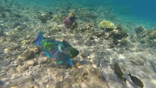 Red sea from Israel - MUST SEE!!!