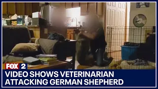 Video shows veterinarian attacking German shepherd