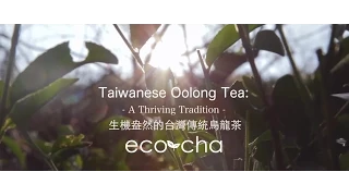 Taiwanese Oolong Tea:  A Thriving Tradition | Eco-Cha Teas