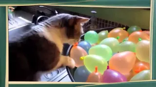 Funny cats selection of ##23  2016------Смешные кошки##23  подборка 2016