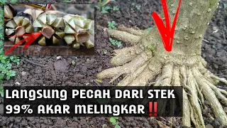 Program Awal Akar Pada Sancang Jaminan Melingkar‼️how to make bonsai roots strong and good⁉️