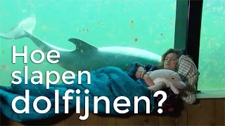 How do Dolphins sleep? | The Apple Core