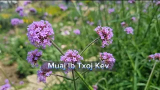 Muaj Ib Txoj Kev - Sua Vaj (Txoj Kev Xis Oos), nkauj 15,(Cov Ntseeg Phau Nkauj).