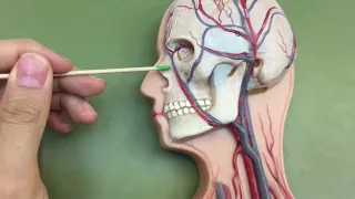 Veins and Arteries on flat model