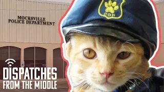 Sarge Butters: The Police Cat Who Turned A Small Town Upside Down | Dispatches From The Middle