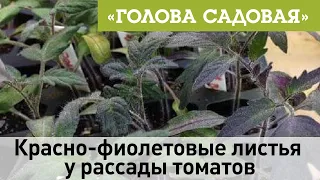 Голова садовая - Красно-фиолетовые листья у рассады томатов