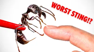 Bullet Ant Sting Test! (Raw and Uncut)