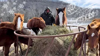 ARTIC FREEZE HITS HORSE HOMESTEAD! Will We Survive???