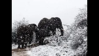 В Африке погодные аномалии: выпал снег, фиксируют рекорды минимальной температуры
