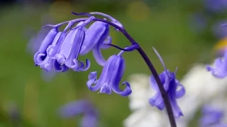 Bluebells, the Flower of May