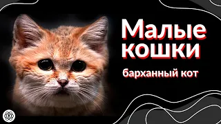 Малые кошки. Барханный кот (Animalogic на русском)