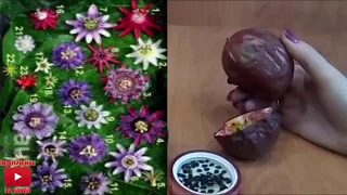 Маракуя Пассифлора  как посадить вырастить Уход  что получается Passiflora в дома passion fruit