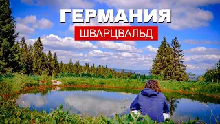 Самый красивый лес в ГЕРМАНИИ - ШВАРЦВАЛЬД. Поход по ЧЕРНОМУ ЛЕСУ / Кругосветка