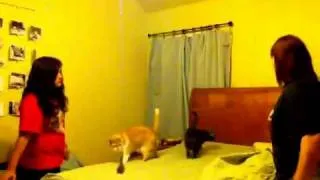 Cat makes up the bed!