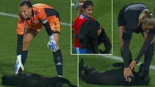 Daring dog interrupts women's international football match in Chile and demands pats and belly ....