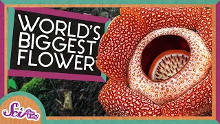 The Biggest Flower in the World! | Corpse Flower | SciShow Kids