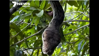 Scrub Python bites hiker in Behana Gorge - 7 News