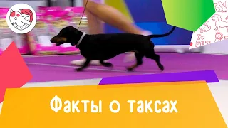 5 необычных фактов о таксах