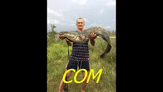 ЛОВЛЯ СОМА!!! Река ПРИПЯТЬ!!! Сашими из судака!!! Catfish!