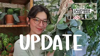 Houseplant Haul UPDATE | houseplant update 2 years later