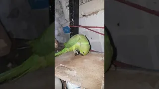 Angry green parakeet