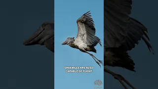 Shoebill Stork | Prehistoric Dinosaur Looking Bird #shorts