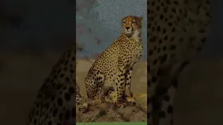 Cheetah | Minecraft Pixel Art | #shorts