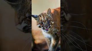 Info about Asian golden cat