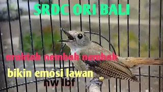 Suara burung SRDC ORI Bali,bikin lawan emosi tinggi #srdcbali #suaraburungsrdc