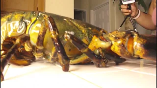 15 POUND LOBSTER UNBOXING  (  LARRY THE LOBSTER)