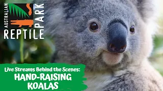 HANDRAISING KOALAS (LIVE FOOTAGE) | AUSTRALIAN REPTILE PARK