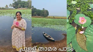 Pullu paadam | Lotus field | പുള്ള് താമര പാടം
