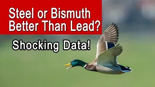 Steel vs. Bismuth vs. Lead | Shocking Waterfowl Ammo Ballistics Data