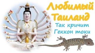 Так кричит Геккон токи (Gekko gecko)