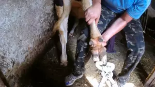 Обрезка копыт в селе.Трудности фиксации. Trimming hooves in the village. fixation difficulties.