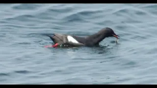 Birding sort of, Edmonds Fishing Pier & Marina, April 23, 2024