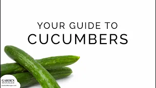 Growing Cucumber