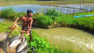 ලොකු මාළු අල්ලන | Fishing With Suresh | Traditional Cast Net Fishing Video !! Sri🇱🇰 Lanka Fishing